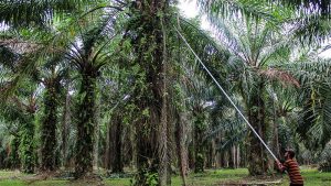 Agrinas Klaim Kuasai Lahan Sawit Terluas di Indonesia, Lampaui Grup Swasta