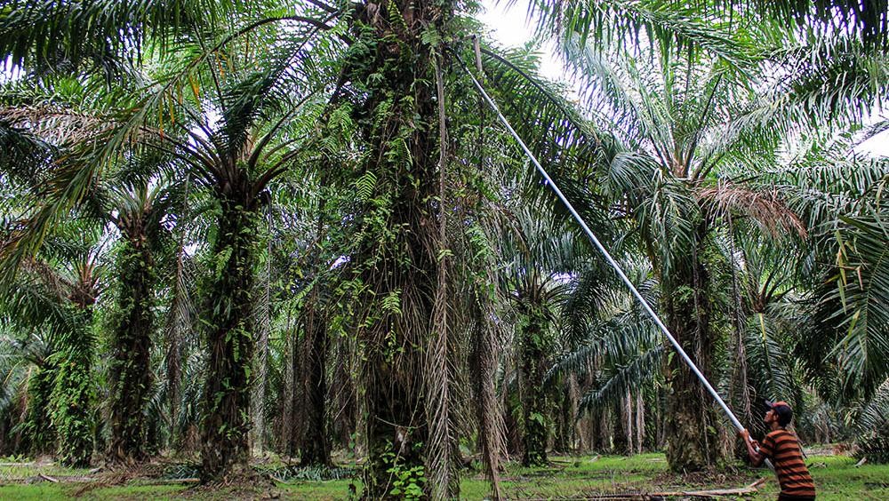 Agrinas Klaim Kuasai Lahan Sawit Terluas di Indonesia, Lampaui Grup Swasta