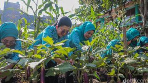 Kebun Gangnam: Oase Pertanian Modern di Tengah Kota Jakarta