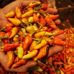 Harga Cabai Meroket di Awal Ramadan, Ayam Juga Ikut-ikutan Mahal