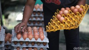 Hilirisasi Ayam Nasional Digarap, Produksi Daging dan Telur Diprediksi Melonjak