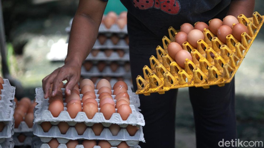 Hilirisasi Ayam Nasional Digarap, Produksi Daging dan Telur Diprediksi Melonjak
