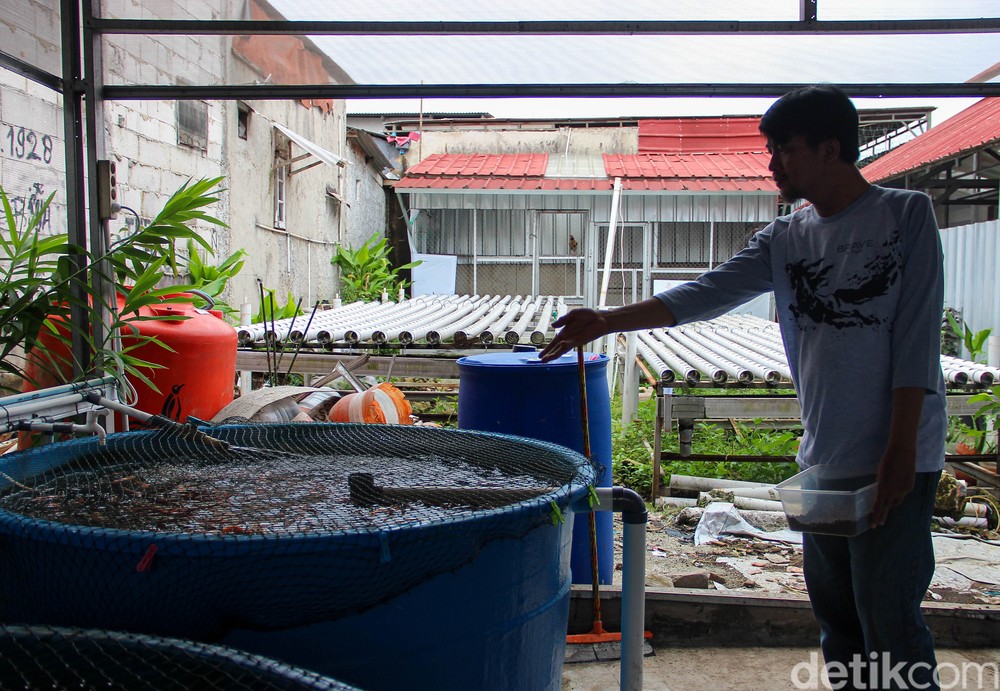 Taman Kota Jadi Sumber Rezeki: Urban Farming dan Budidaya Nila Kembangkan Ekonomi Warga Kampung Sumur