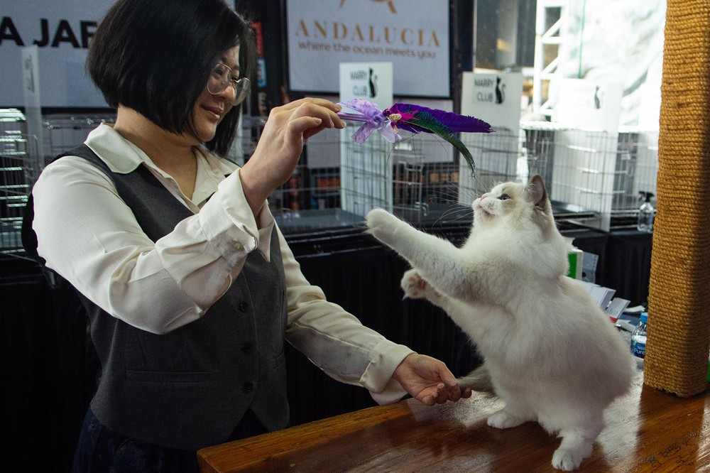 Ratusan Kucing Ras Unjuk Gigi di Shibuya Catwalk Bandung